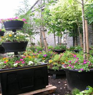 Preparation Work for Entente Florale Competition at Kilkenny Borough CouncilÃ¢â‚¬â„¢s Nursery